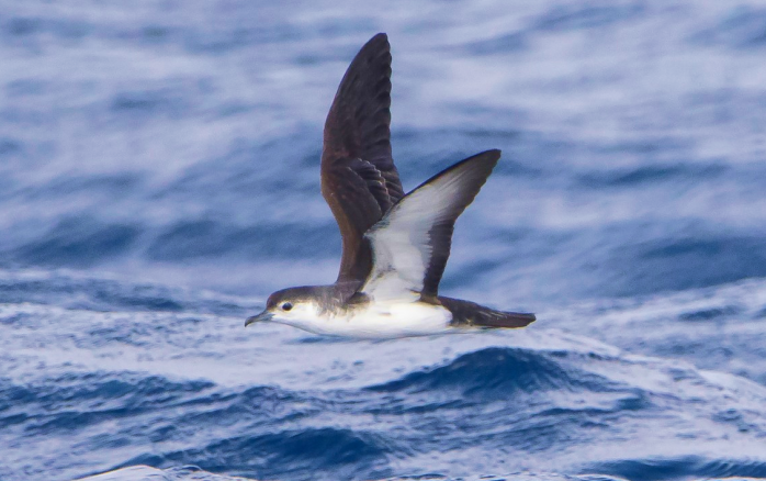 Ave Puffinus em voo sobre o oceano