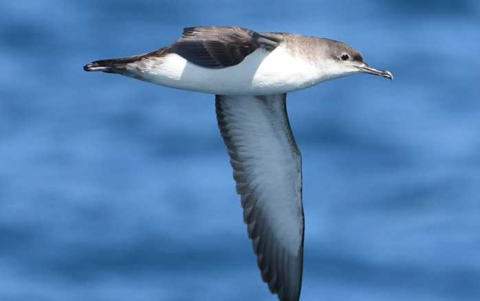 Ave Puffinus em movimento
